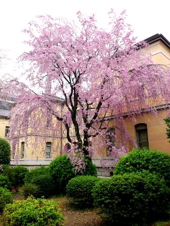 ≪　容保桜　≫　in　京都府庁・旧本館　中庭