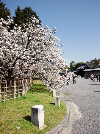 ≪　車返しの桜　≫　in　京都御苑
