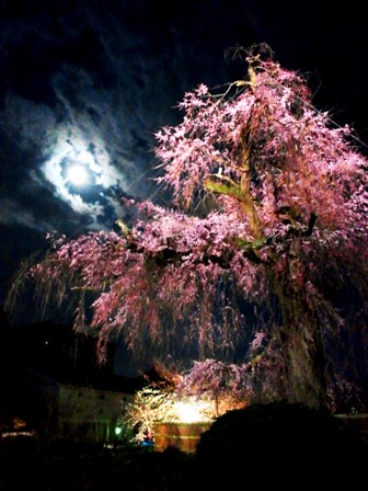 ≪　桜月夜　≫　in　京都・円山公園