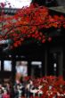 清水寺の紅葉