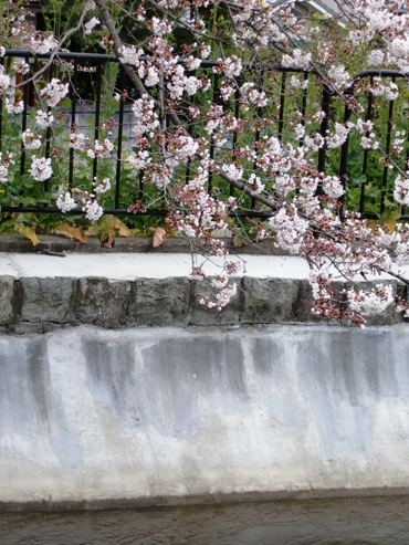 山科疏水の桜