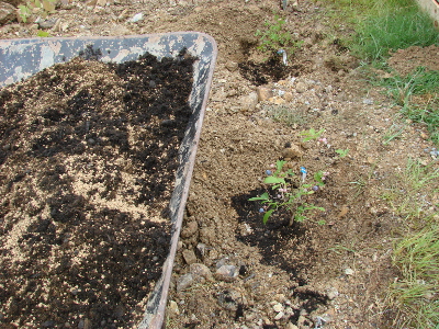 有機ブルーベリを栽培する。