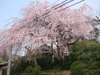 伏見近辺の桜 その2 サンチョ