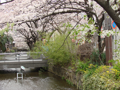 河原町近辺 桜その4　サンチョ