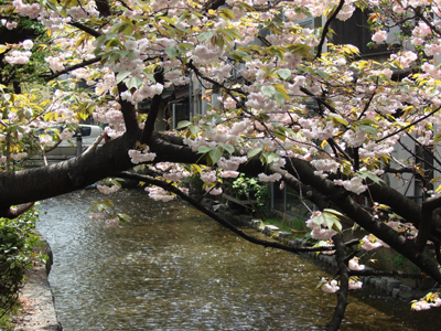四条木屋町牡丹桜は満開