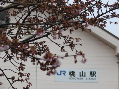 桃山駅の早咲桜は４分咲きです