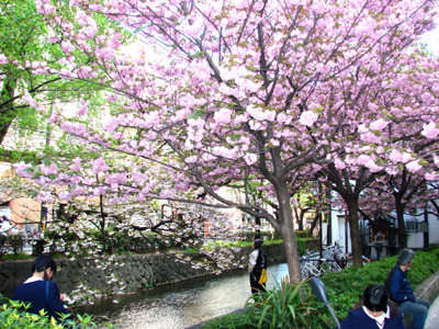 サンチヨより河原町の遅咲き桜満開中