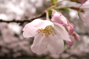 桜に寄せて