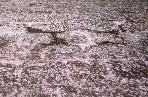 桜に寄せて