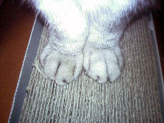猫の前足