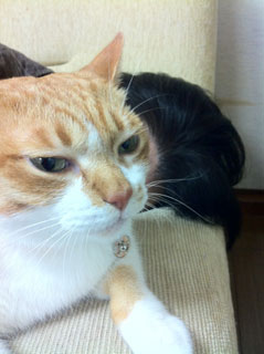 ねこ増殖中第2弾！