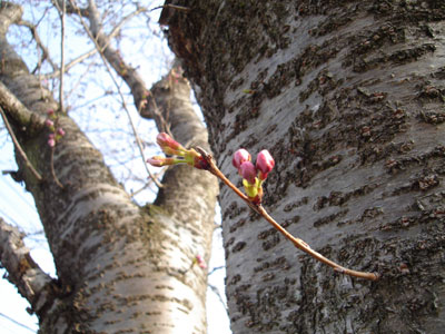 桜の季節