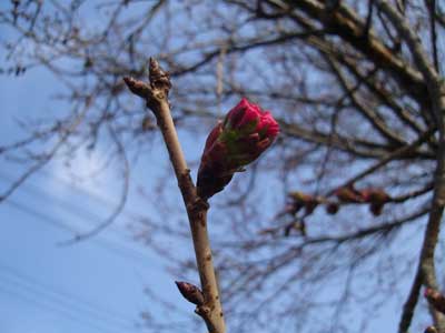 桜の季節