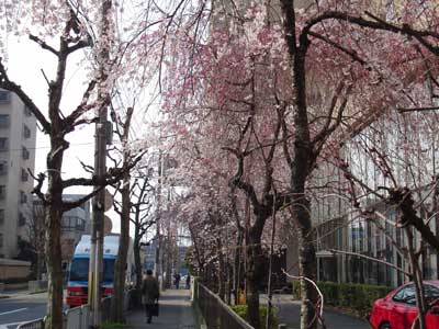桜の季節