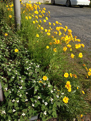 花のパワー