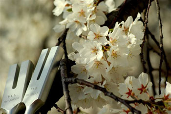 桜満開