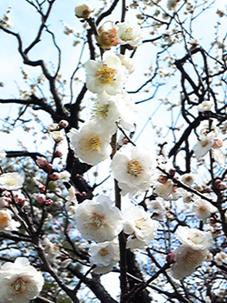 梅にも春