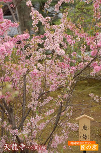 ２００７春の桜特集～「天龍寺」