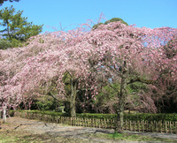 近衛邸前のしだれ桜　