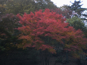 宝ヶ池の紅葉