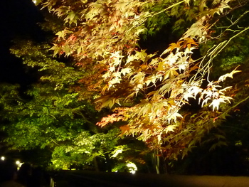 秋の風情ある京都を周遊
