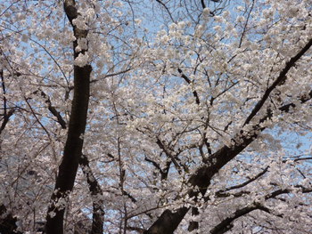 桜並木　2013　鴨川某所　京都市南区