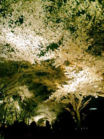 北山店　夜桜・・妖艶で素敵です♪