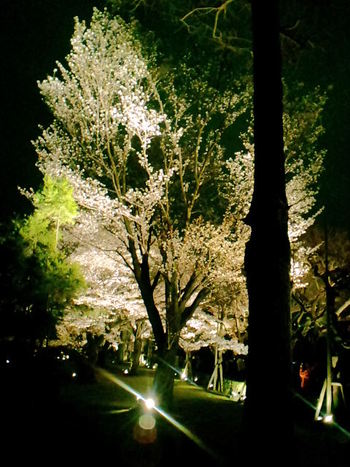 北山店　夜桜・・妖艶で素敵です♪