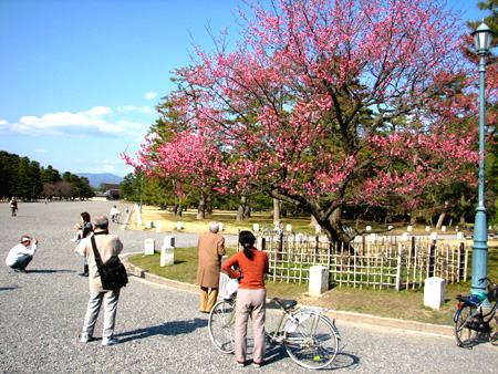 京都御苑の紅梅