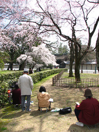 京都御苑　近衛の糸桜の周辺