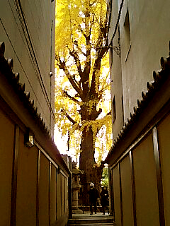 本能寺の銀杏