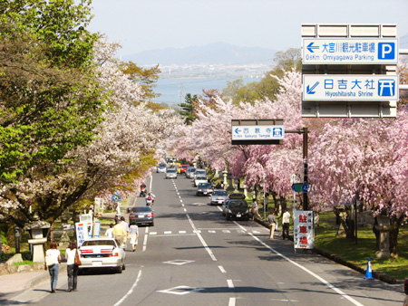 「山王祭」を控えて坂本は桜満開