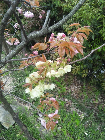 宇多野の桜