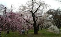 京都植物園の春