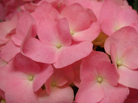ピンクの紫陽花