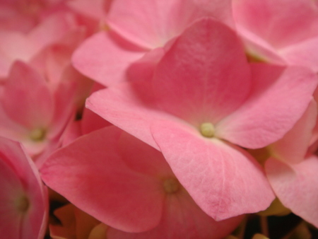 ピンクの紫陽花