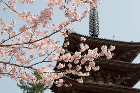桜のカーテン　（醍醐寺）