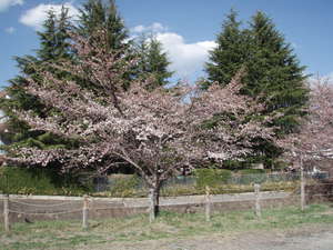 桜２０２２－０４－１０