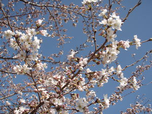 桜２０２２－０４－１０