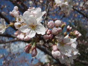 桜２０２２－０４－１０