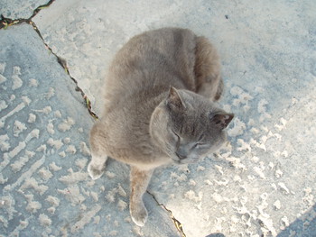 知り合いのねこちゃん
