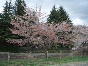 痩せた桜