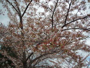 痩せた桜