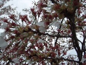 痩せた桜