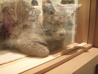 猫と遊ぼうコーナー（猫カフェ）