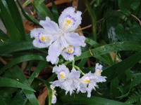 雨のお花