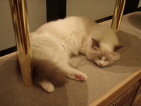 猫カフェ行ってきた