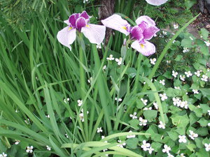 花菖蒲とドクダミ