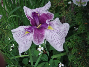 花菖蒲