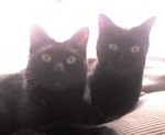 noimaru